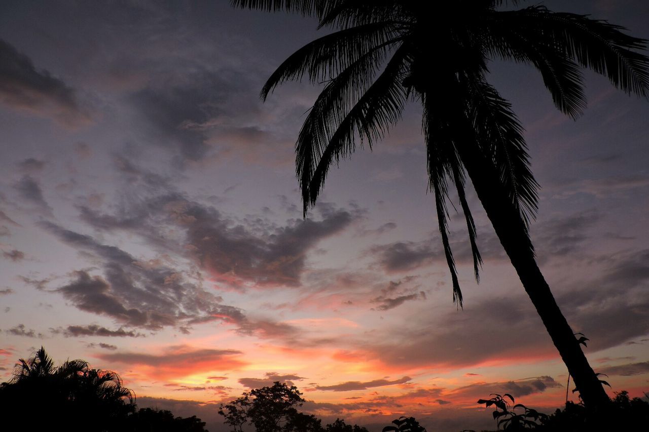 SILHOUETTE OF PALM TREES AGAINST SKY