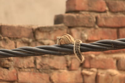 Close-up of barbed wire on wall