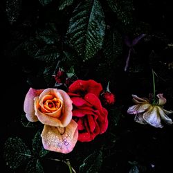 Close-up of red roses