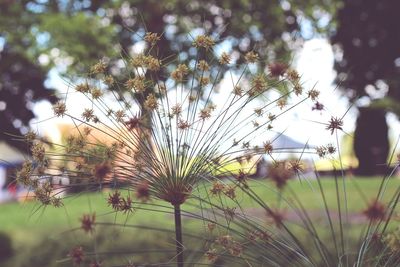 Close-up of plants against sky