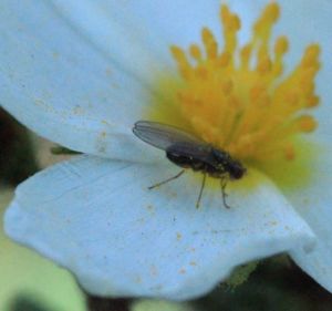 Close-up of insect on flower