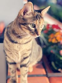 Close-up of a cat looking away