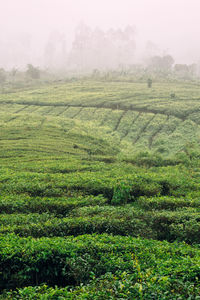 Scenic view of agricultural field