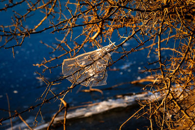 Close-up of snow on bare tree