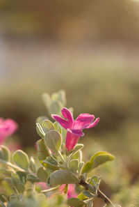 Close-up of pink flowering plant