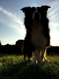 Close-up of dog on field against sky