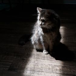 Light siberian cat cat light and shadow shadows textured obscure pet shadow and light
