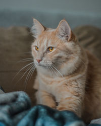 Close-up of cat looking away