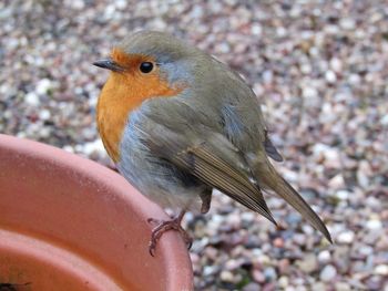 Close-up of bird perching on field