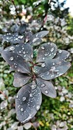 Close-up of water drops on flower