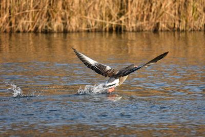 Bird flying over lake