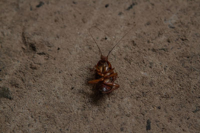 High angle view of insect