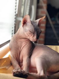 Dakota bald cat