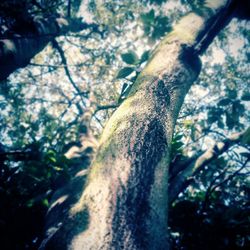 Close-up of tree trunk