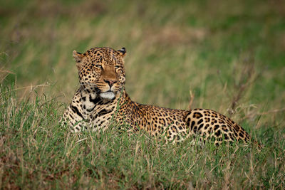 Male leopard lies in grass turning head