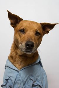 Close-up portrait of dog against white background