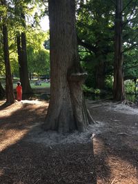 Trees in park