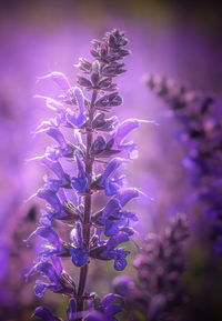 Close-up of purple flowering plant