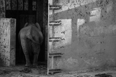 Elephant drinking water