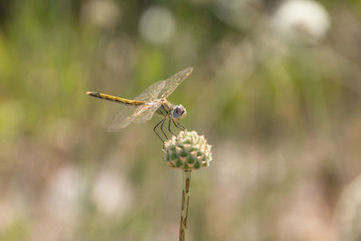 Close-up of butterfly pollinating on flower