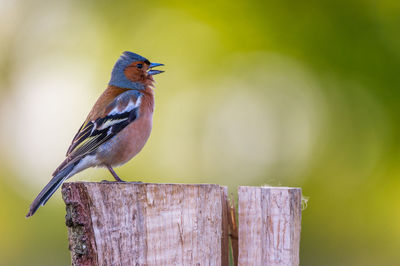 Bird perching on wood