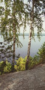 Trees by lake against sky