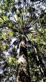 Low angle view of trees in forest