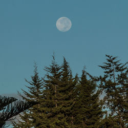 Low angle view of pine tree against sky at night