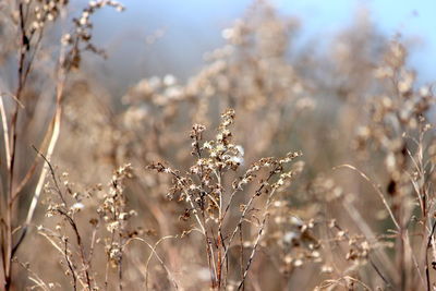 Close-up of flowering plants on field against sky