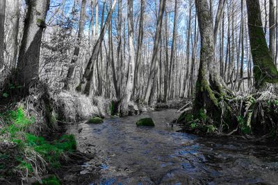 Stream flowing in forest