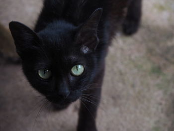 Close-up portrait of black cat