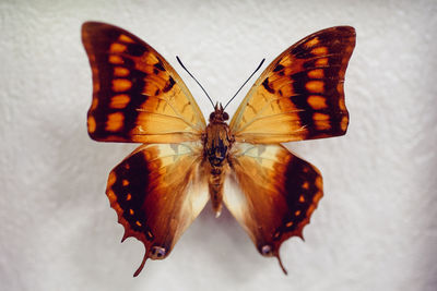 High angle view of butterfly