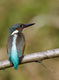 Close-up of bird perching on branch