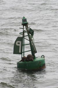 Man in boat at sea