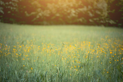 Yellow flowering plants on field