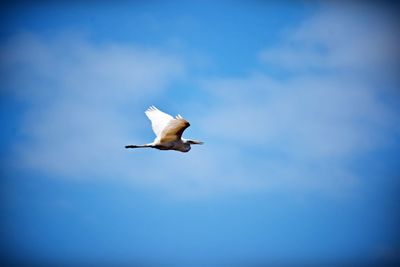 Low angle view of seagull flying in sky
