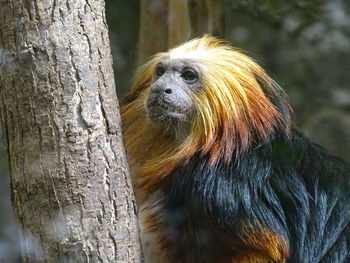 Portrait of a monkey on tree trunk