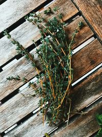 High angle view of plants