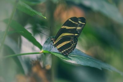 Butterfly on leaf