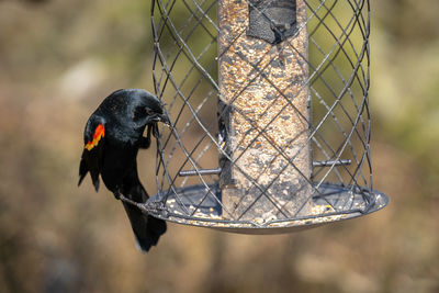 Close-up of bird perching on feeder