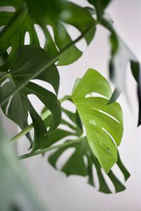 Close-up of fresh green leaves