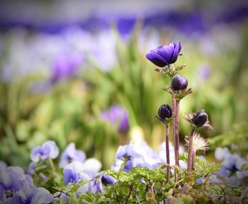 Close-up of purple flowering plant