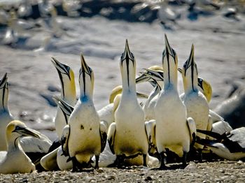 Flock of birds on beach