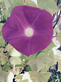 Close-up of pink flower