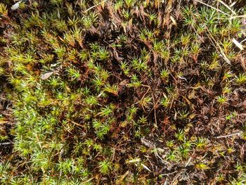 Full frame shot of plants on field