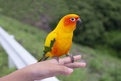 Cropped image of person holding bird