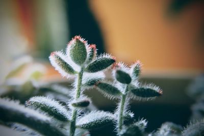 Close-up of succulent plant during winter