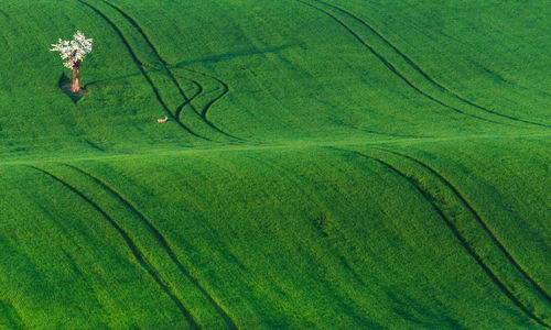 High angle view of tree in field