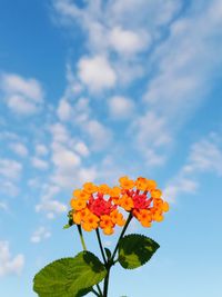 Low angle view of orange flowering plant against cloudy sky