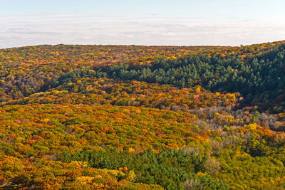 Scenic view of trees against sky during autumn